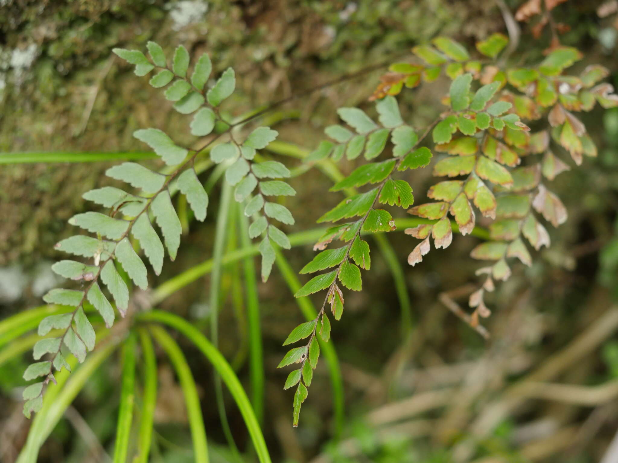 Image of Adiantum fulvum Raoul