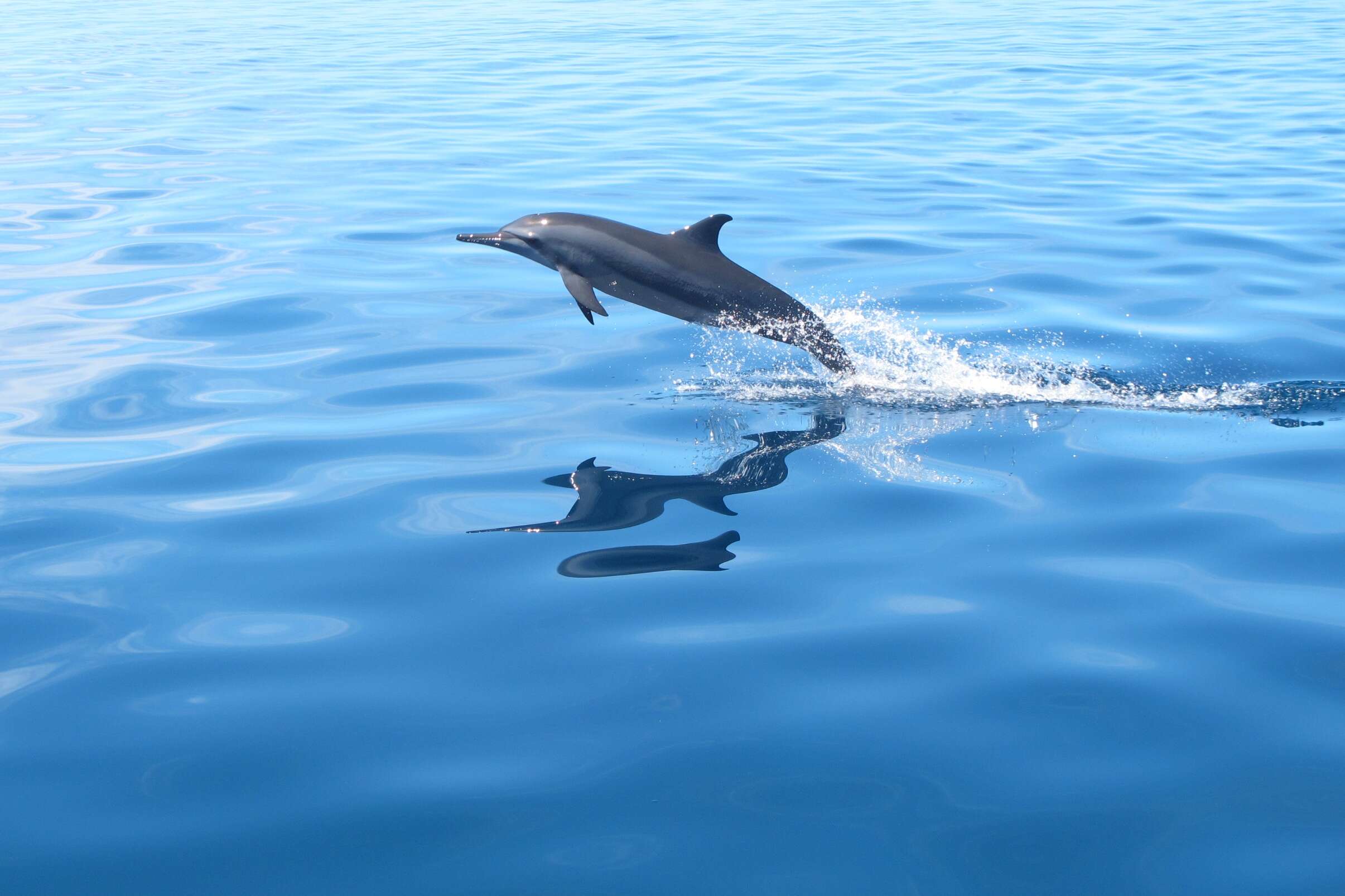 Image of Long-beaked Dolphin