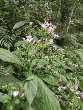 Imagem de Strobilanthes cusia (Nees) O. Kuntze