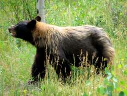 Image of American Black Bear