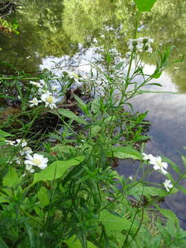 Image of Sneezeweed