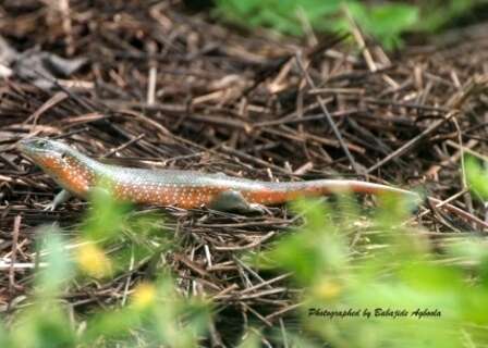 Sivun Trachylepis perrotetii (Duméril & Bibron 1839) kuva