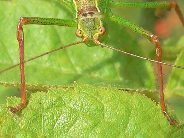 Image of speckled bush-cricket