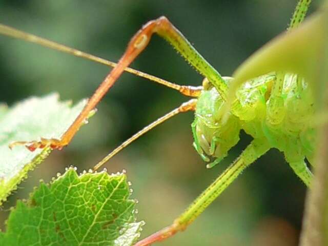 Image of speckled bush-cricket