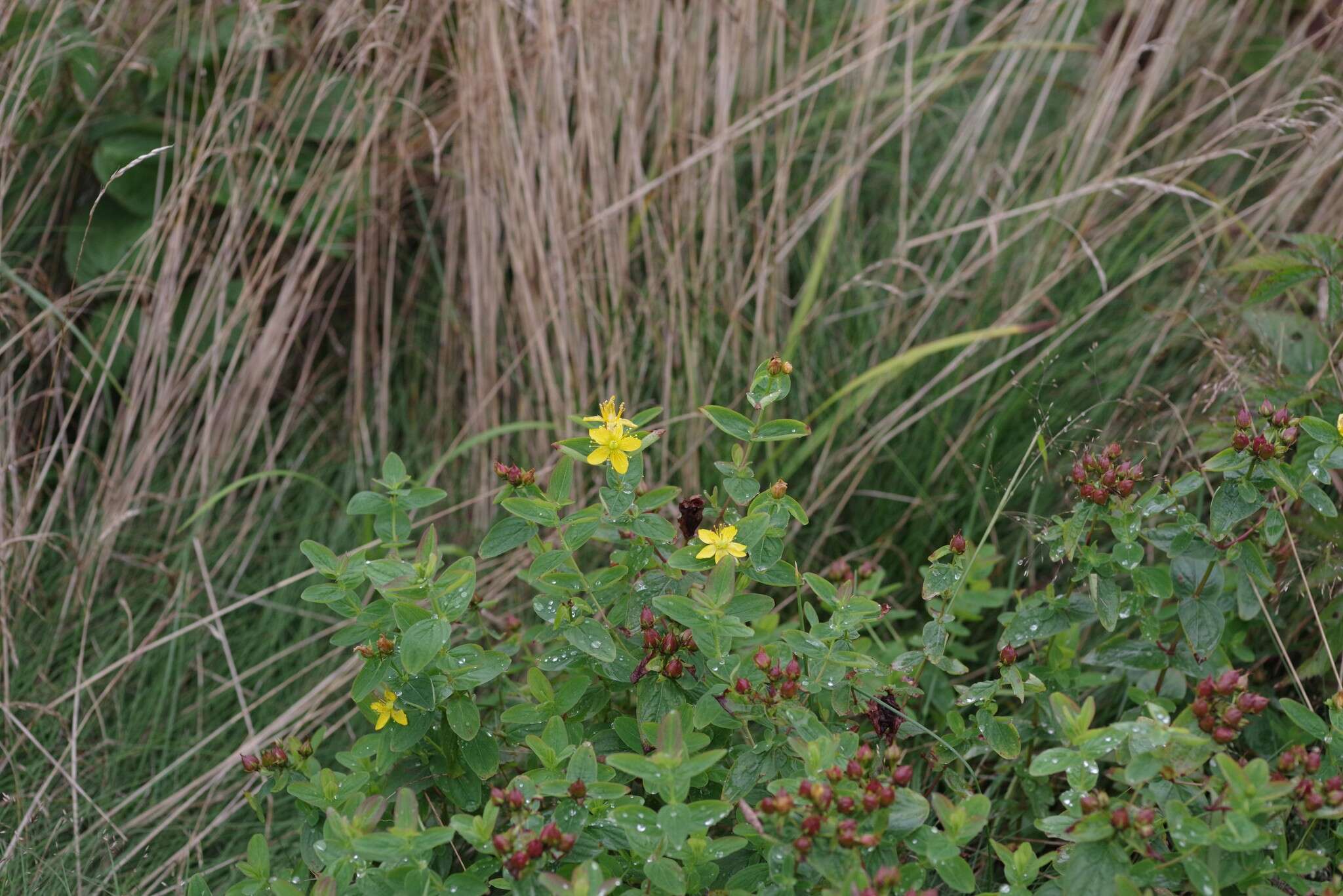 Image of Blue Ridge St. John's-Wort