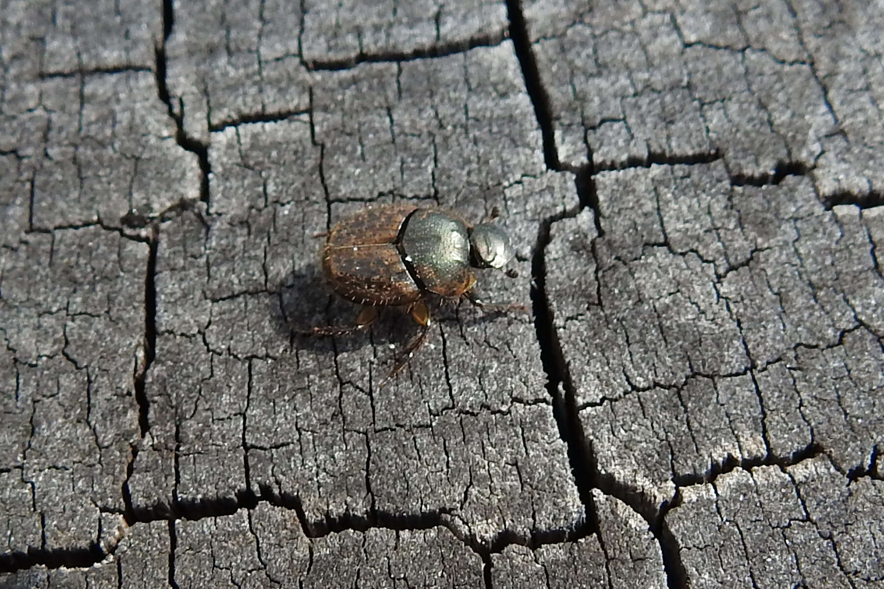 Слика од Onthophagus granulatus Boheman 1858