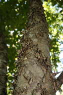 Image of Gray birch