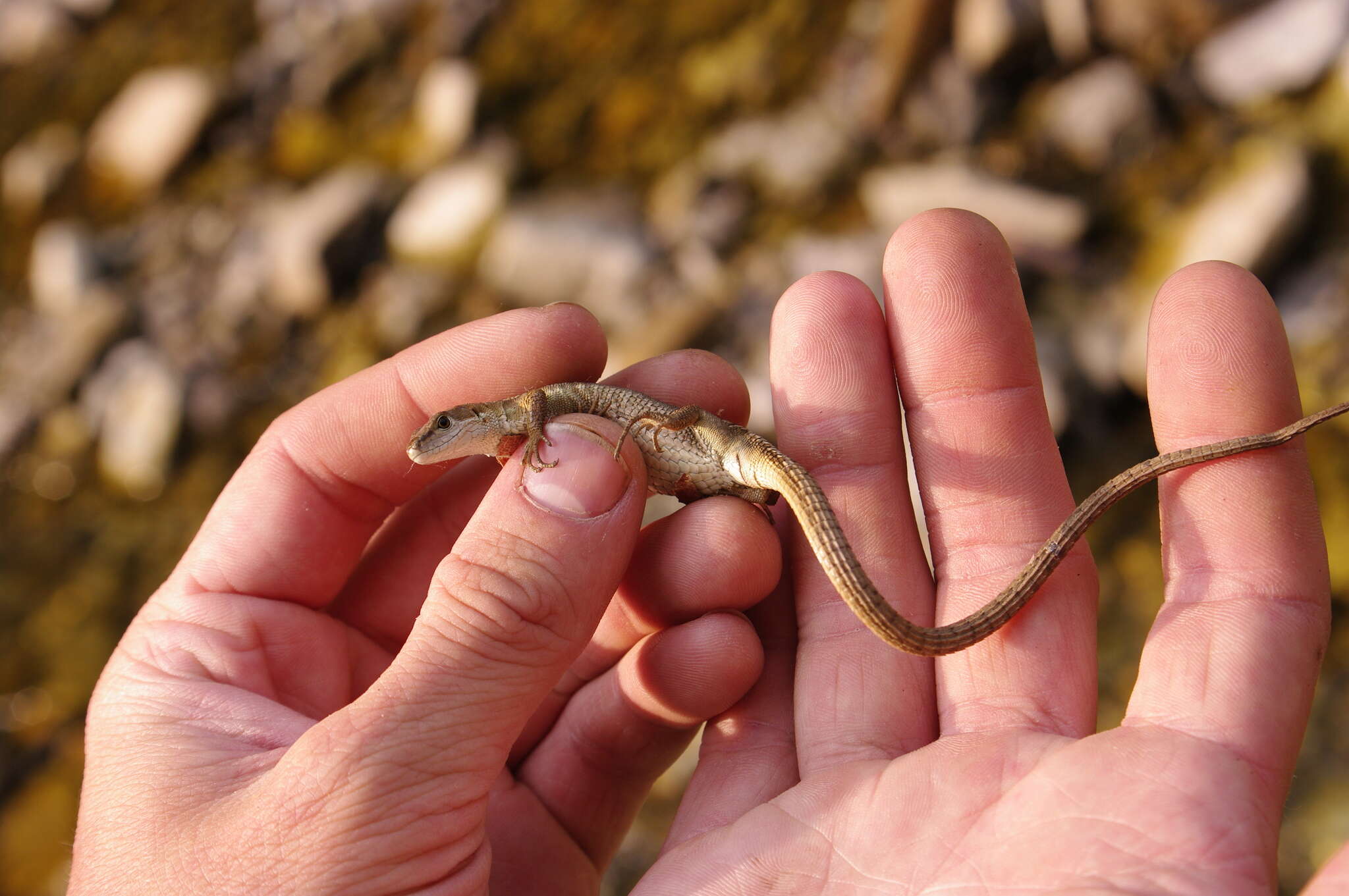 Takydromus amurensis (Peters 1881) resmi