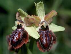 Image of ophrys