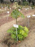 Image of fatsia