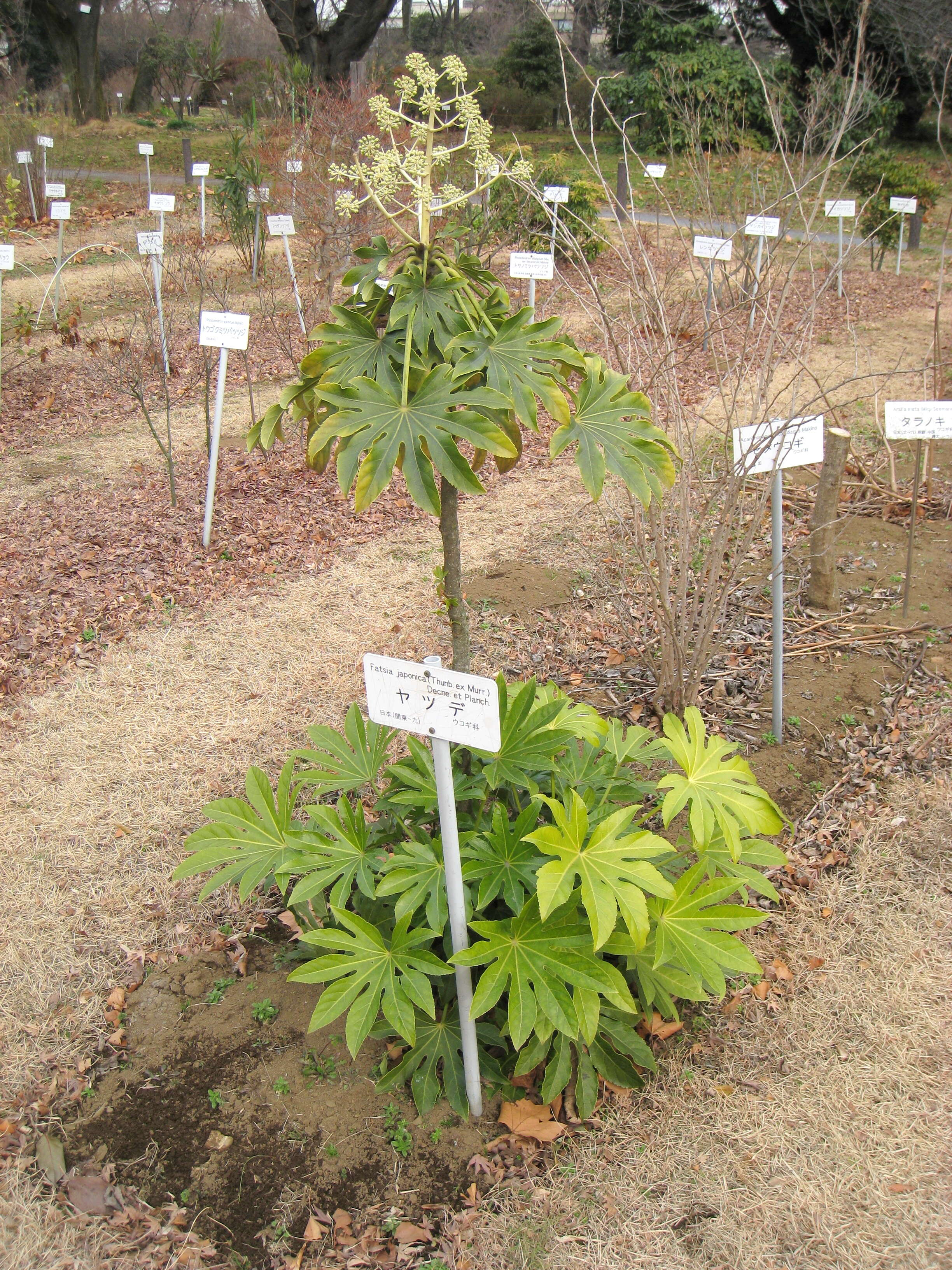 Image of fatsia