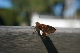 Image of Silver-spotted Skipper