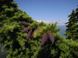 Image of Mountain Hemlock