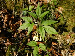 Image of Cardamine enneaphyllos (L.) Crantz