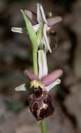 Image of ophrys