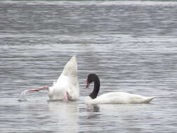 Imagem de Cisne-de-pescoço-preto