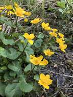 Image of yellow marsh marigold