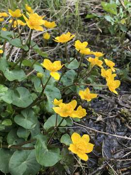 Caltha palustris subsp. palustris的圖片