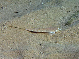 Image of Sailfin Dragonet