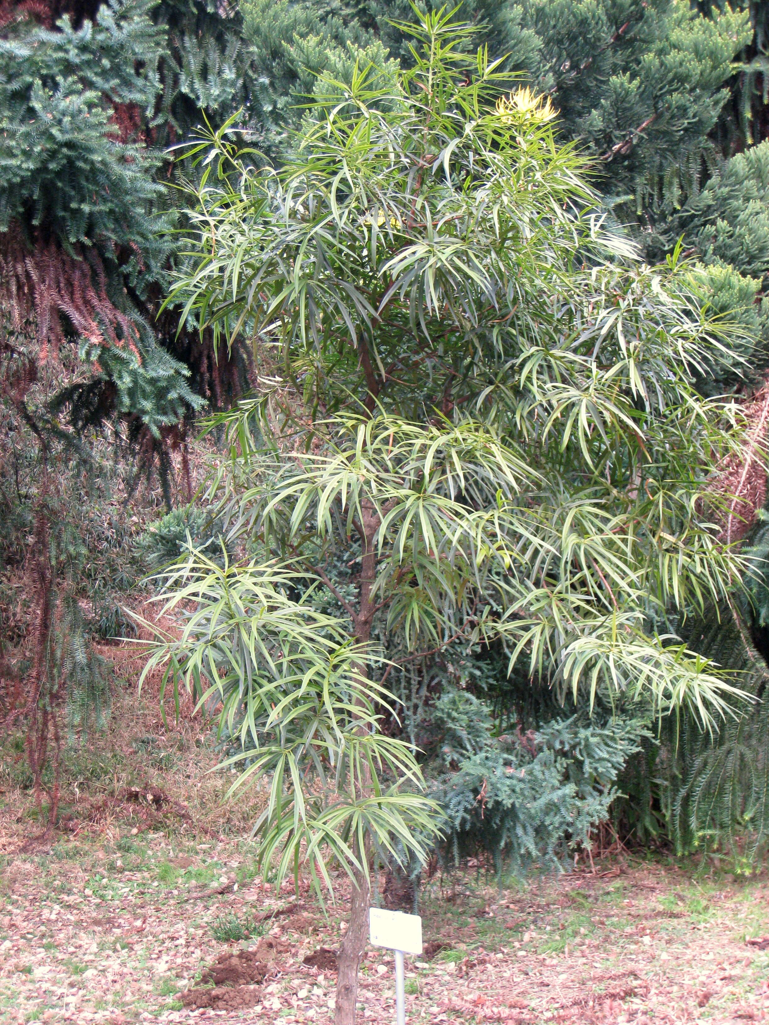 صورة Podocarpus neriifolius D. Don