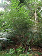 Image of angiopteris fern