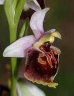 Image of ophrys