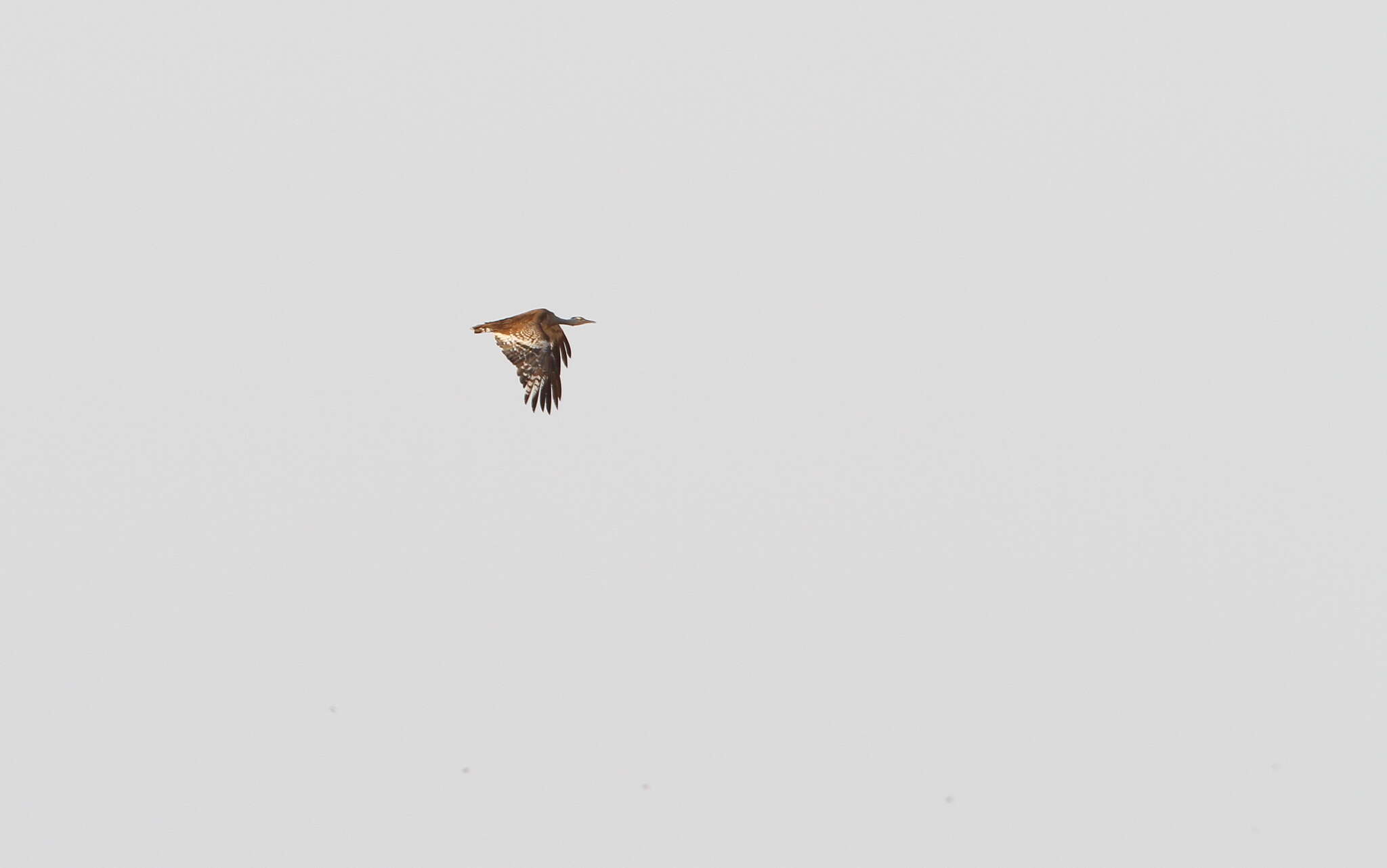 Image of Arabian Bustard