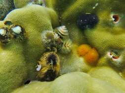 Image of Christmas tree worm