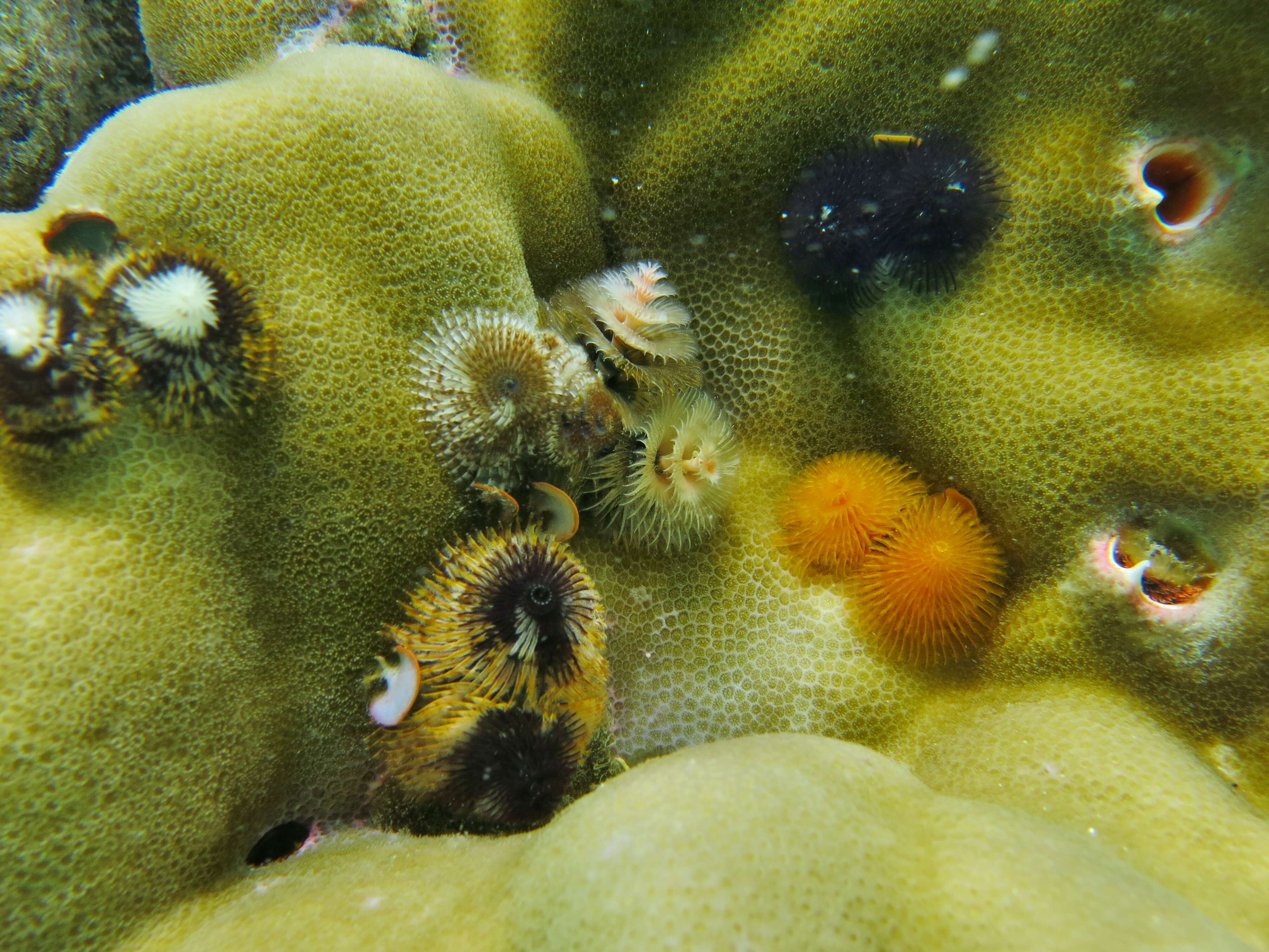 Image of Christmas tree worm