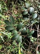 Image of Pilidiostigma rhytisperma (F. Müll.) Burret