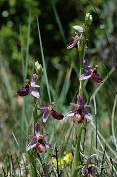 Image of Ophrys flavicans Vis.