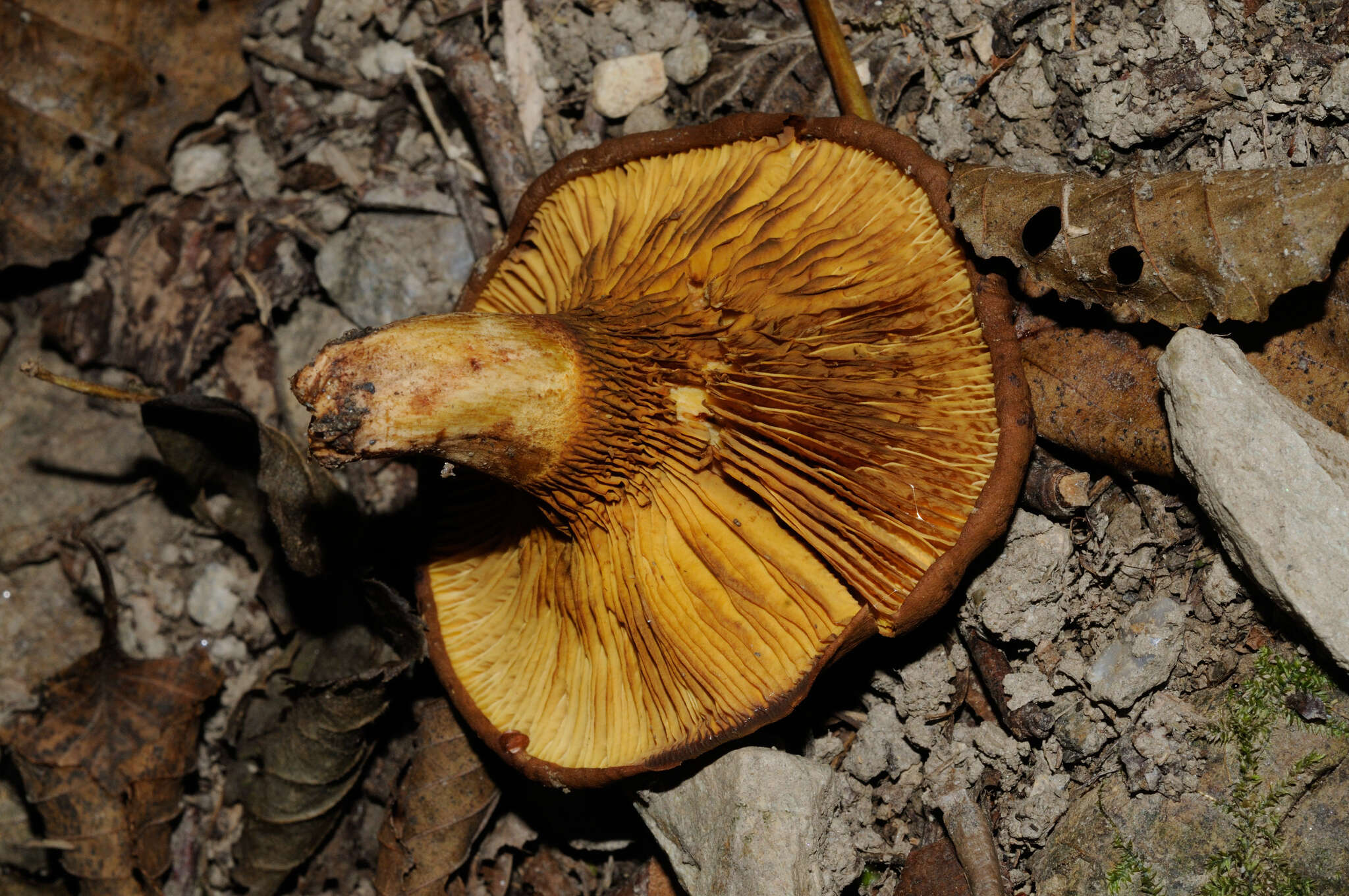 Image of Paxillus rubicundulus P. D. Orton 1969