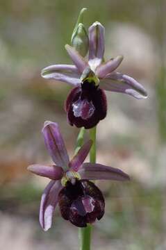 Image of ophrys