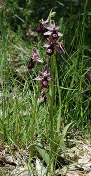 Image of Ophrys flavicans Vis.