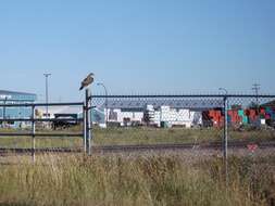 Image of Swainson's Hawk