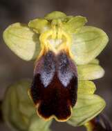 Image of ophrys