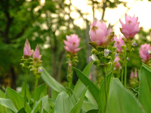 Imagem de Curcuma alismatifolia Gagnep.