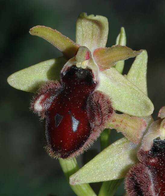 Image of ophrys