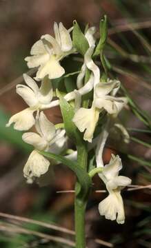 Image of Coeloglossum