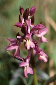 Image de Dactylorhiza romana (Sebast.) Soó