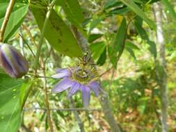 Image of Passiflora standleyi Killip