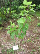 Image of white Kauai rosemallow