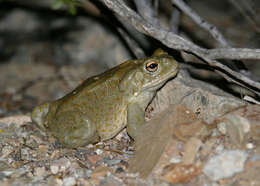 Image of Colorado River Toad Sonoran Desert Toad