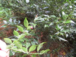 Image of Sarcococca ruscifolia Stapf