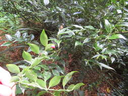 Plancia ëd Sarcococca ruscifolia Stapf