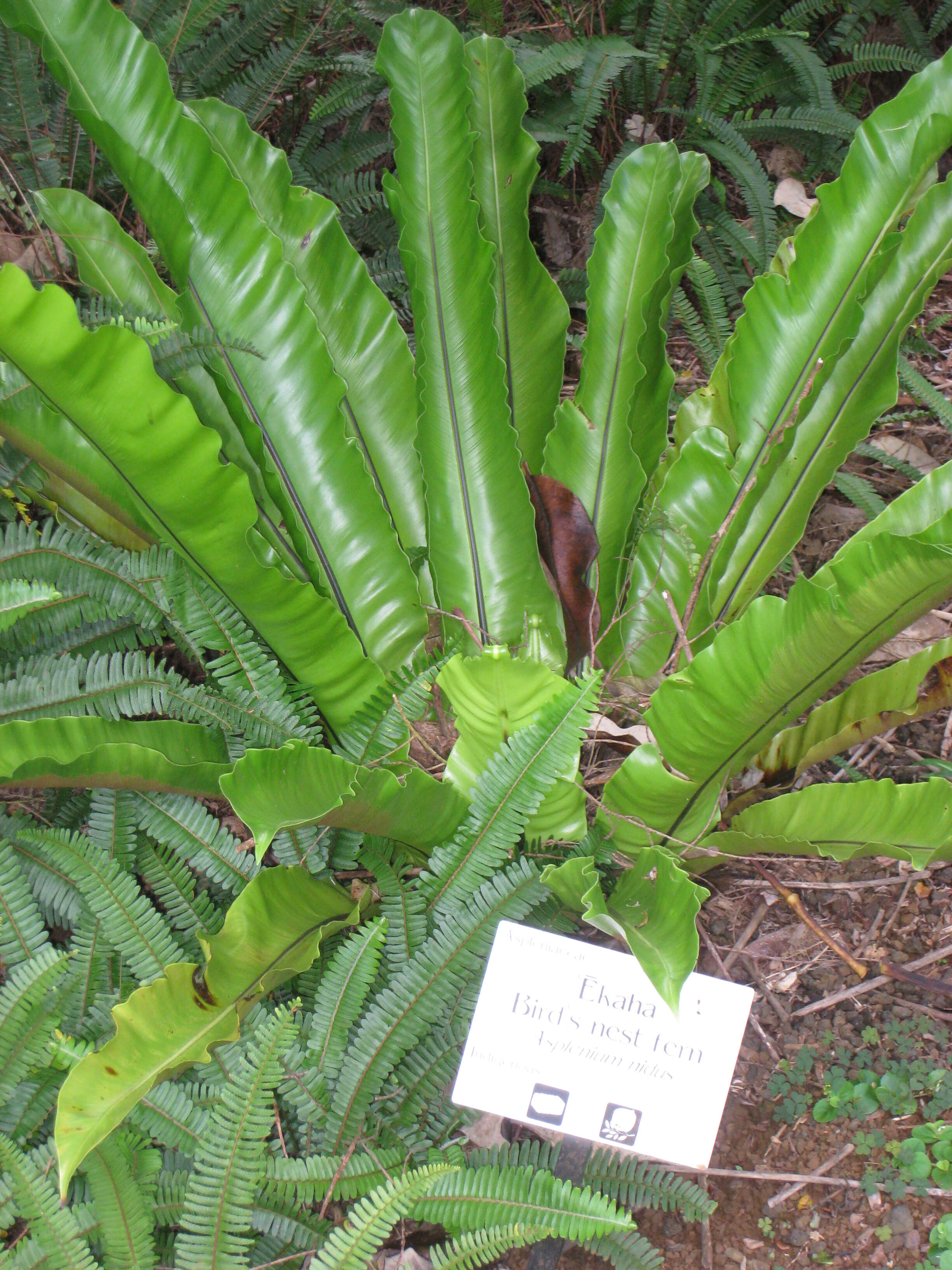 Слика од Asplenium nidus L.