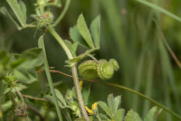 Image of wrinkled medick