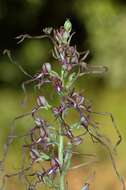 Image of Himantoglossum