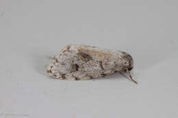 Image of Little White Lichen Moth