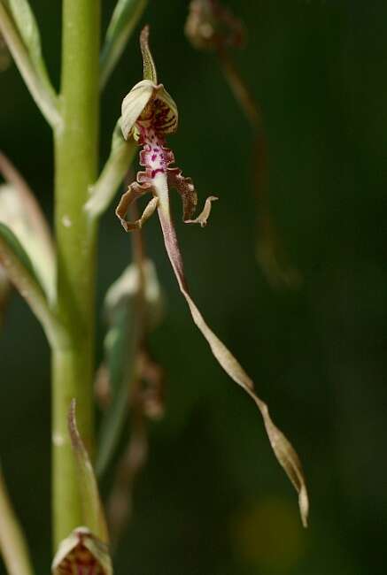 Image of Himantoglossum